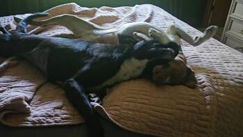 Kyla -  Labrador Retriever Dog for Adoption in Alameda, California - Kyla | PetCurious