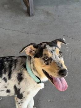 Ditto -  Catahoula Leopard Dog Dog for Adoption in Plano, Texas - Ditto | PetCurious