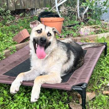 Rescue German Shepherd Dog Dogs for Adoption in Houston, Texas - Zen | PetCurious