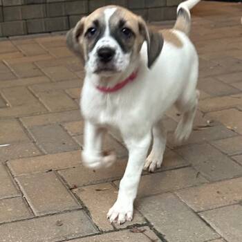 Rescue Great Pyrenees Dogs for Adoption in Cumming, Georgia - McKenzie 21790 | PetCurious