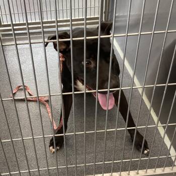 Pip -  Terrier Dog for Adoption in Montgomery, Alabama - Pip | PetCurious