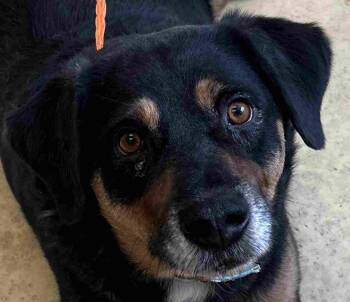 Rottweiler and Beagle Dogs Available for Adoption - Dante | PetCurious