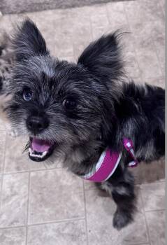 Cassian -  Yorkshire Terrier and Poodle Dog Available for Adoption - Cassian | PetCurious