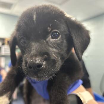 BLOSSOM -  Mixed Breed Dog for Adoption in Greensboro, North Carolina - BLOSSOM | PetCurious