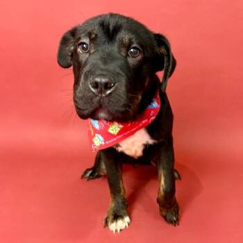 Rescue French Bulldog and American Bulldog Dogs for Adoption in Alvin, Texas - Chonk | PetCurious