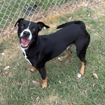Pit Bull Terrier and Jack Russell Terrier Dogs Available for Adoption in Rockaway, New Jersey - Bane GCH | PetCurious