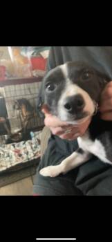 Rescue Chihuahua and Rat Terrier Dogs for Adoption in Branford, Connecticut - Ford | PetCurious