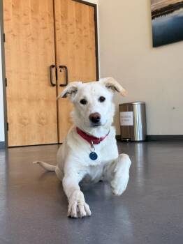 Mixed Breed Dogs Available for Adoption in Truckee, California - Matilda | PetCurious