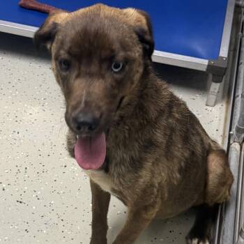 Romy -  Husky and Labrador Retriever Dog for Adoption in Marion, Virginia - Romy | PetCurious