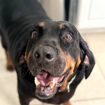Rescue Black And Tan Coonhound Dogs for Adoption in Helena, Alabama - Big Momma | PetCurious
