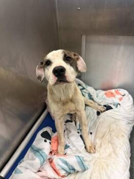 BURT -  Mixed Breed Dog for Adoption in Dallas, Texas - BURT | PetCurious