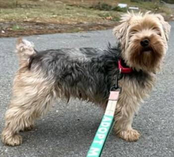 Yorkshire Terrier and Mixed Breed Dogs Available for Adoption - ZEUS | PetCurious