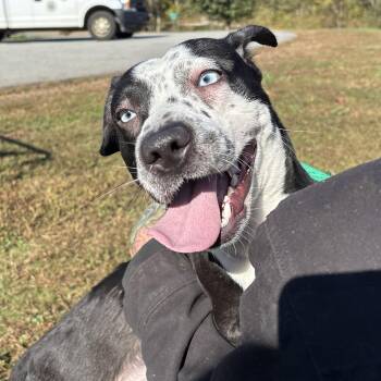 Rescue Bluetick Coonhound Dogs for Adoption in Franklin, North Carolina - Big Mac | PetCurious
