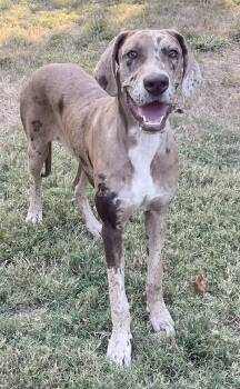 Rescue Great Dane Dogs for Adoption in Godfrey, Illinois - Mocha | PetCurious
