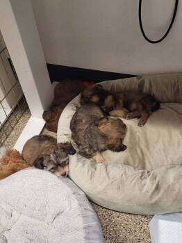 Andrew -  Yorkshire Terrier and Shih Tzu Dog for Adoption in Albuquerque, New Mexico - Andrew | PetCurious