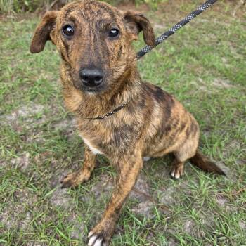 Dachshund and Plott Hound Dogs Available for Adoption in Foley, Alabama - Terry | PetCurious