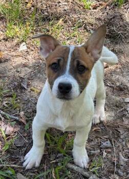 Jack Russell Terrier Dogs Available for Adoption - Sprout | PetCurious
