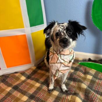 Posey -  Terrier Dog for Adoption in Fresno, California - Posey | PetCurious