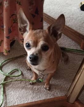 Nelson -  Chihuahua Dog for Adoption in Albuquerque, New Mexico - Nelson | PetCurious