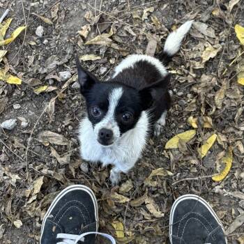 Rescue Chihuahua Dogs for Adoption in Sonoma, California - Willow | PetCurious