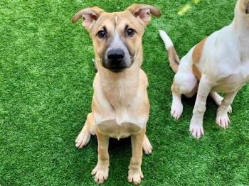 Anatolian Shepherd and Mixed Breed Dogs Available for Adoption in Moreno Valley, California - TOSHA | PetCurious