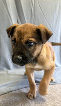 German Shepherd Dog Dogs Available for Adoption - Riley | PetCurious