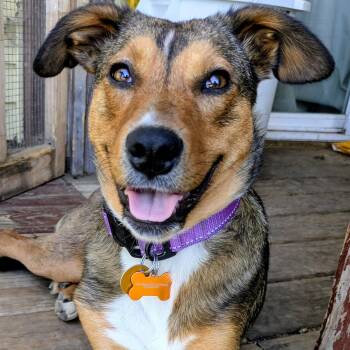 Mixed Breed Dogs Available for Adoption - Kara Zor-El | PetCurious