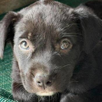 Grits -  Black Labrador Retriever and Mixed Breed Dog for Adoption in North Charleston, South Carolina - Grits | PetCurious