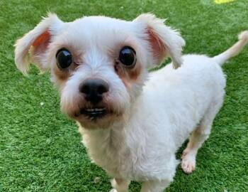 SAVE ME PLEASE Foxy - IDA552340 -  Miniature Poodle Dog for Adoption in San Marcos, California - SAVE ME PLEASE Foxy - IDA552340 | PetCurious