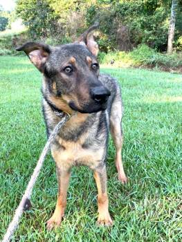Dawson -  German Shepherd Dog Dog for Adoption in Monroe, Georgia - Dawson | PetCurious