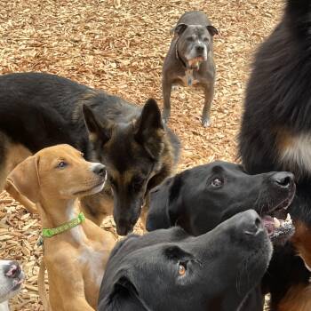 Labrador Retriever Dogs Available for Adoption - Nacho | PetCurious