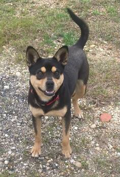 Australian Kelpie Dogs Available for Adoption - Hershey | PetCurious