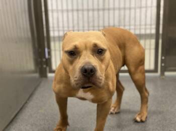 Rescue Pit Bull Terrier Dogs for Adoption in Eagle, Idaho - Buttercup **Courtesy Post. Out Of Town Pet. See Below For Detail | PetCurious