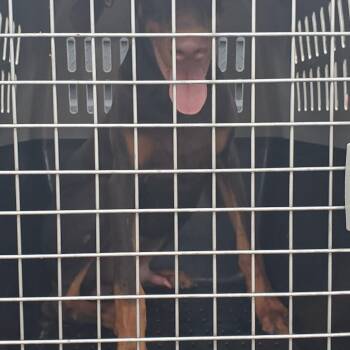 BRAZ-Stray-138312 -  Doberman Pinscher Dog for Adoption in Lake Jackson, Texas - BRAZ-Stray-138312 | PetCurious