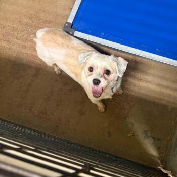 Chase -  Havanese and Mixed Breed Dog for Adoption in Stephenville, Texas - Chase | PetCurious