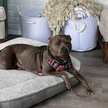 Lucy -  Bull Terrier Dog Available for Adoption in Waxahachie, Texas - Lucy | PetCurious