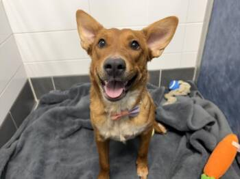 CEDAR -  Border Collie and Mixed Breed Dog Available for Adoption in Loveland, Colorado - CEDAR | PetCurious
