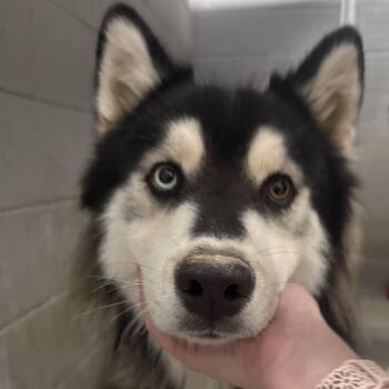 Pablo -  Husky Dog for Adoption in Yuma, Arizona - Pablo | PetCurious