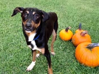 COOPER -  Labrador Retriever and Mixed Breed Dog for Adoption in Fort Lauderdale, Florida - COOPER | PetCurious