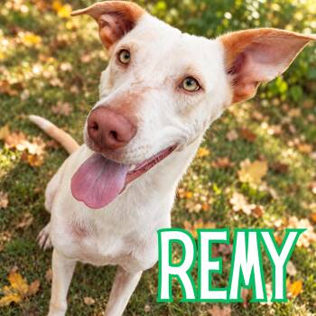 Remy -  Mixed Breed and Labrador Retriever Dog for Adoption in Mississauga, Ontario - Remy | PetCurious
