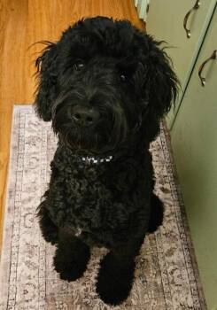 Big Dog -  Poodle and Golden Retriever Dog for Adoption in Hampton, Virginia - Big Dog | PetCurious