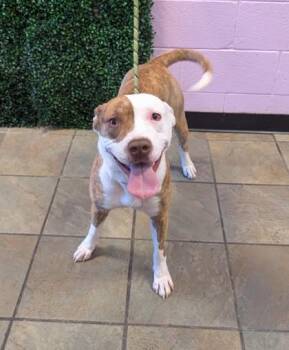 61678292 -  Pit Bull Terrier and Mixed Breed Dog for Adoption in El Paso, Texas - 61678292 | PetCurious