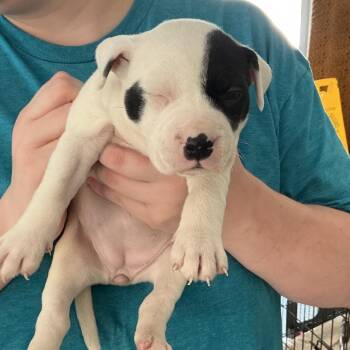 Gertie -  Terrier and Mixed Breed Dog for Adoption in Galax, Virginia - Gertie | PetCurious