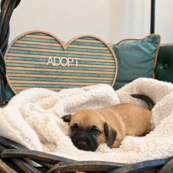 Albert Sterling Victorian -  Yorkshire Terrier and Miniature Schnauzer Dog for Adoption in Friendswood, Texas - Albert Sterling Victorian | PetCurious