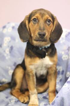 Beagle Dogs Available for Adoption in Manchester, New Hampshire - Thumper In NH! Come Meet Our Adoptable Dogs Wednesday-Saturday.  | PetCurious