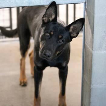 Prince (S26-106) -  German Shepherd Dog and Mixed Breed Dog for Adoption in Peyton, Colorado - Prince (S26-106) | PetCurious