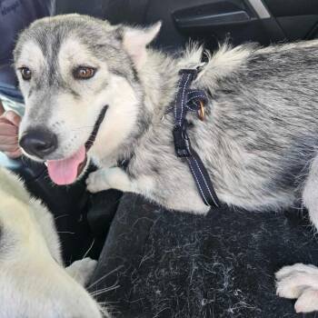 Rocket -  Husky Dog for Adoption in Las Vegas, Nevada - Rocket | PetCurious