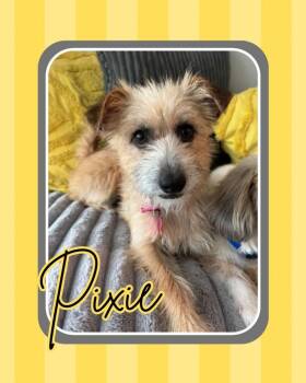 Pixie -  Terrier Dog for Adoption in Mesa, Arizona - Pixie | PetCurious