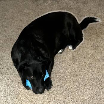 Mia -  Shepherd and Bull Terrier Dog for Adoption in Cashmere, Washington - Mia | PetCurious