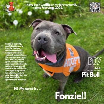 Pit Bull Terrier Dogs Available for Adoption in Westminster, California - Fonzie | PetCurious